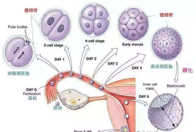 专家谈如何选择第三代做供卵自怀三代试管的性别