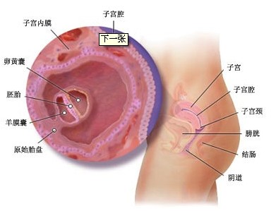 上海供卵试管代生产子的成功率是多少-代生产子的价格哪里最便宜_天鹅湖